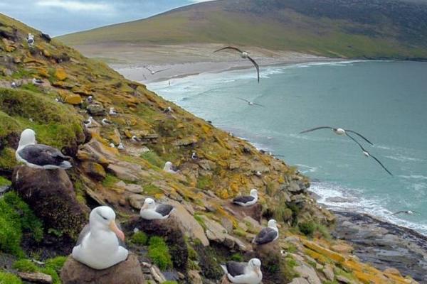 Falklandinseln: Ein unentdecktes Paradies für Naturliebhaber und Entdecker